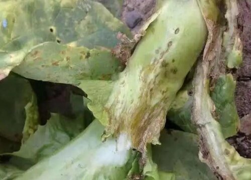 莴笋炭疽病的发病原因及治疗方法