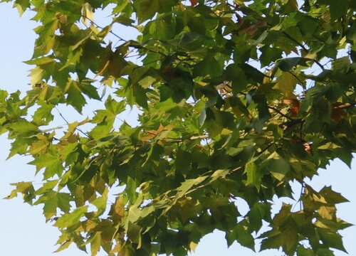 梧桐树值钱吗 市场价格