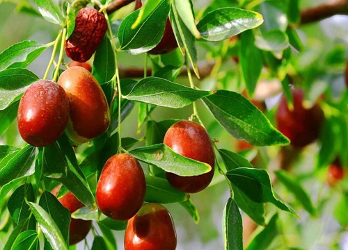 中国十大名枣排名榜