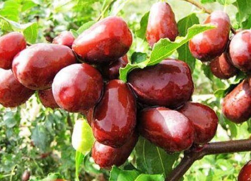 中国十大名枣排名榜