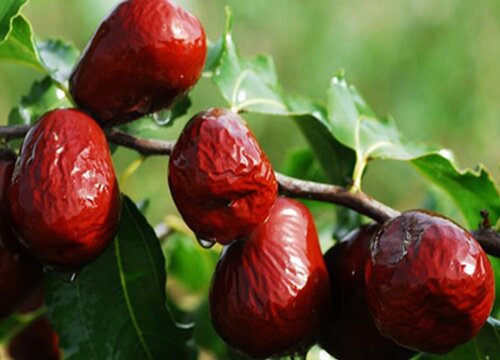 中国十大名枣排名榜