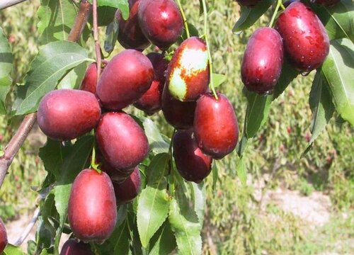 中国十大名枣排名榜