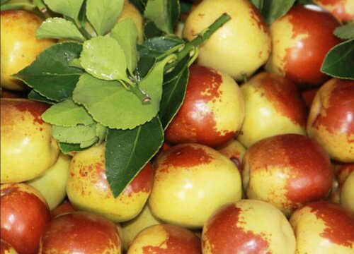 中国十大名枣排名榜