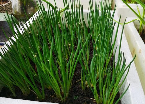 香葱打什么药好