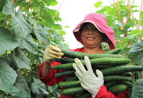 黄瓜叶子枯萎变黄是什么病怎样防治