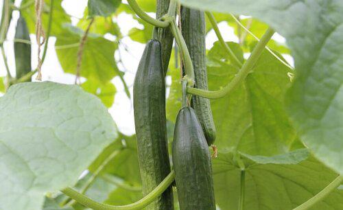 黄瓜叶子枯萎变黄是什么病怎样防治