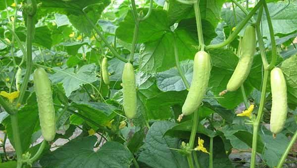 黄瓜叶子枯萎变黄是什么病怎样防治