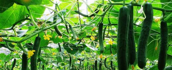 黄瓜叶子枯萎变黄是什么病怎样防治