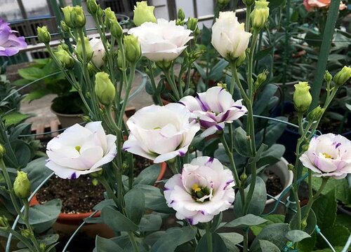 洋桔梗的花语是什么