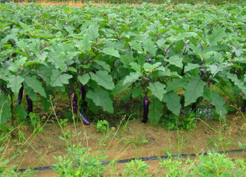 移栽的茄子苗不见长怎么办