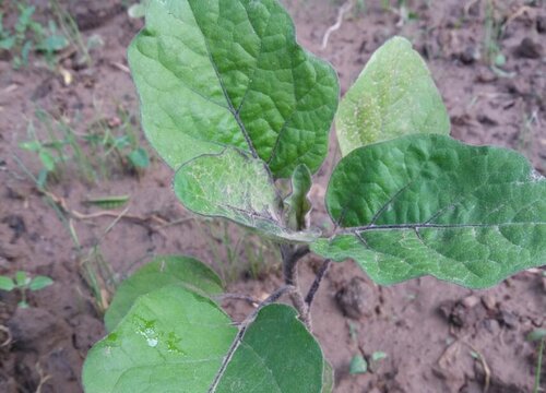 移栽的茄子苗不见长怎么办