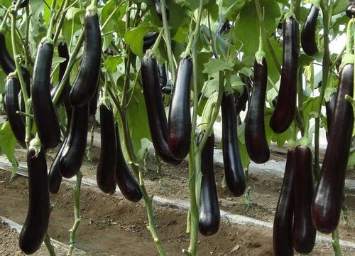 移栽的茄子苗不见长怎么办