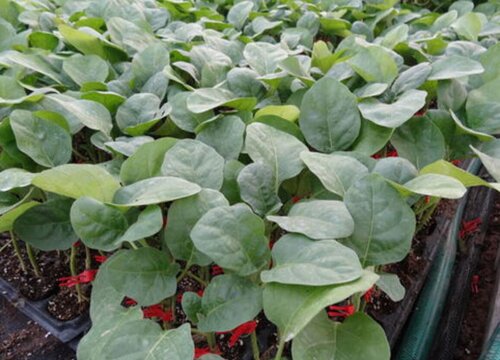 移栽的茄子苗不见长怎么办