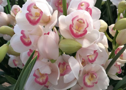 兰花花箭越长越歪是什么原因