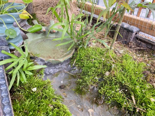 净化水质的水生植物排名