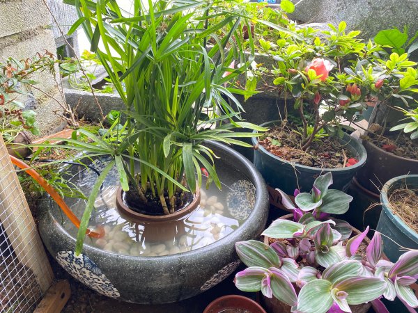 净化水质的水生植物排名