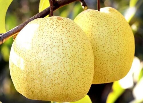 酥梨什么时候成熟