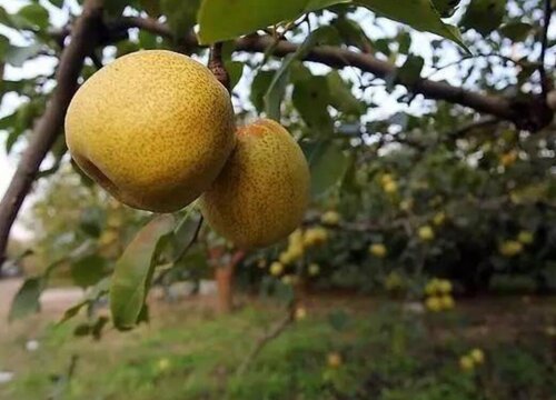 酥梨什么时候成熟