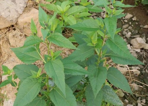 洋姜苗可以移栽吗