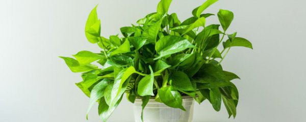 生活常见植物有哪些