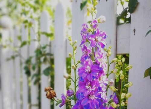 大花飞燕草花期是什么时候