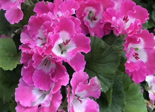 怎样扦插天竺葵成活率高