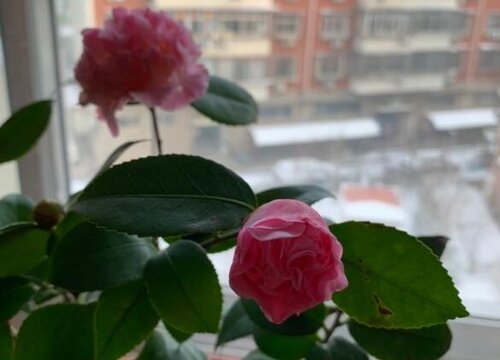 茶花多少钱一盆