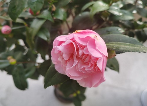 茶花多少钱一盆