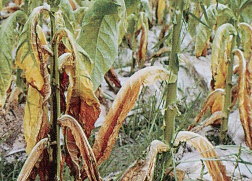 烤烟病虫害防治技术与方法措施