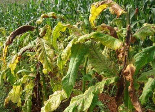 烤烟病虫害防治技术与方法措施