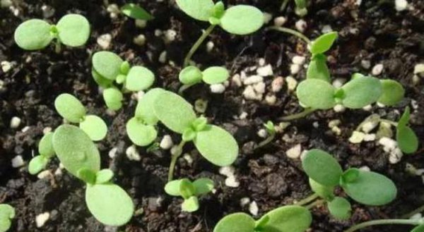 茼蒿菜的种植方法和管理技术