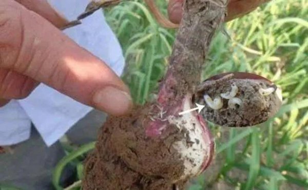 大蒜锈病蒜蛆的危害症状及防治措施