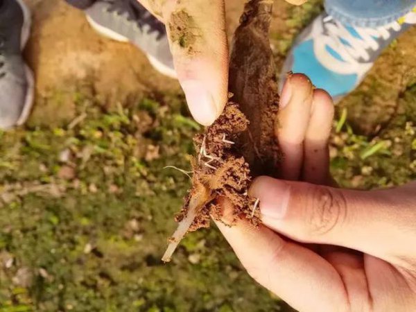 大蒜锈病蒜蛆的危害症状及防治措施