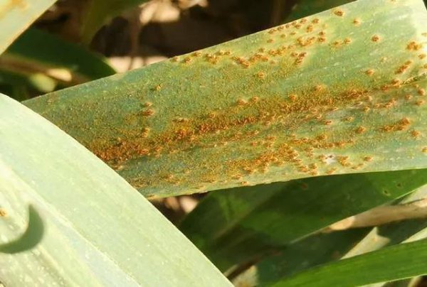 大蒜锈病蒜蛆的危害症状及防治措施