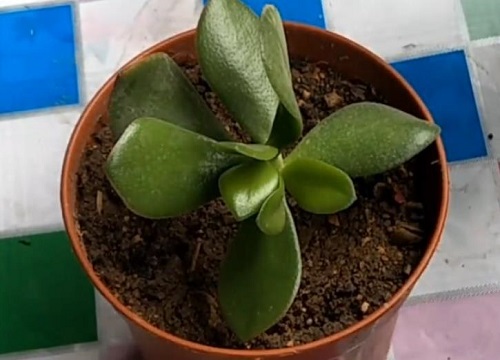 教你鉴别黄金花月与玉树的区别