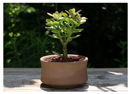 教你鉴别黄金花月与玉树的区别