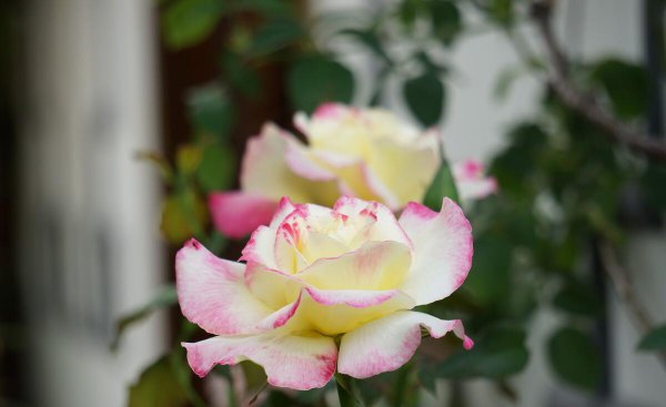 50岁女人退休无聊做点什么