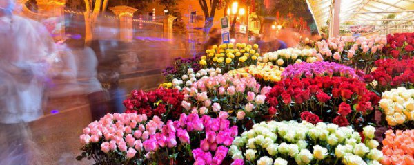 客厅适合养什么花卉品种