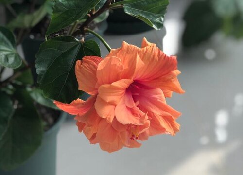 如何养护让扶桑花开花更大