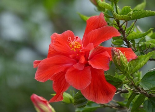 如何养护让扶桑花开花更大