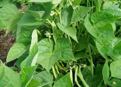 缸什么时候播种最好