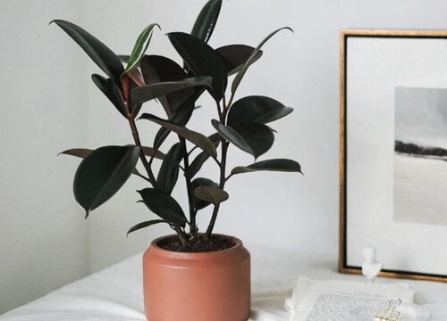 发财树、橡皮树如何浇灌啤酒长势更喜人