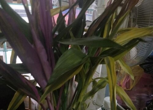 家里养紫竹的禁忌