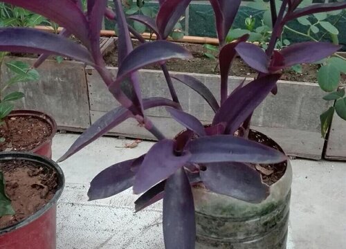 家里养紫竹的禁忌