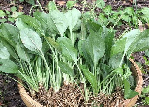 车前草有什么药用价值