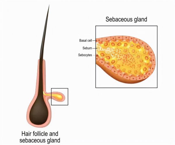 头发为什么越来越油