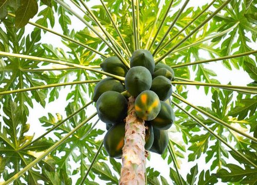 木瓜长什么样子图片