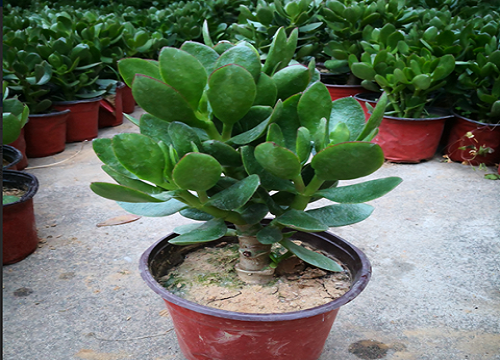 客厅摆放什么植物最好最招财