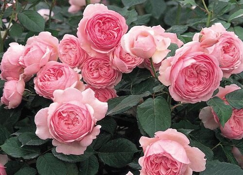 用什么品种嫁接树月季最好