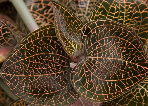 种植金线莲赚钱吗